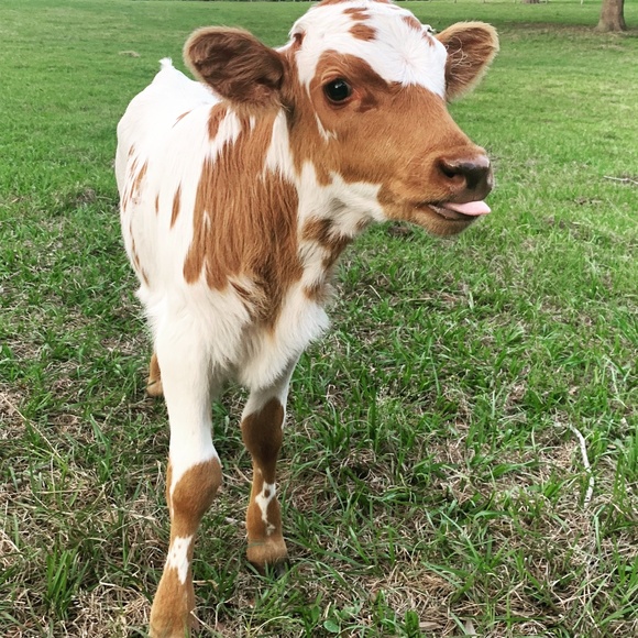 Meet your Posher, Victoria - Picture 12 of 16